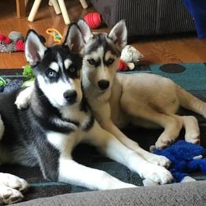 Meet your Posher, Bonnie